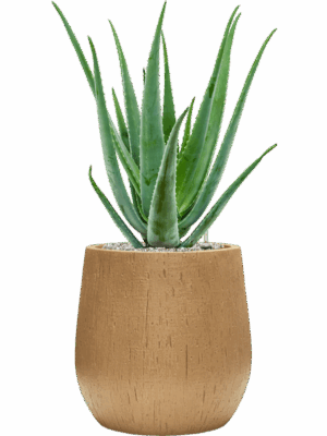 Aloe Vera Barbadensis In Baq Raindrop D 19 H 73 cm - PlantenShop24 - 15-05-2025