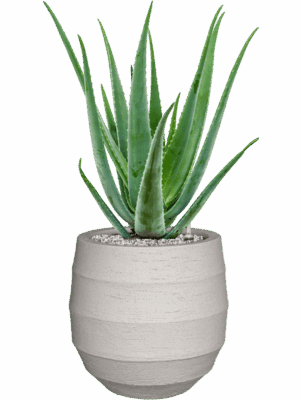 Aloe Vera Barbadensis In Bordo D 19 H 70 cm - PlantenShop24 - 15-05-2025