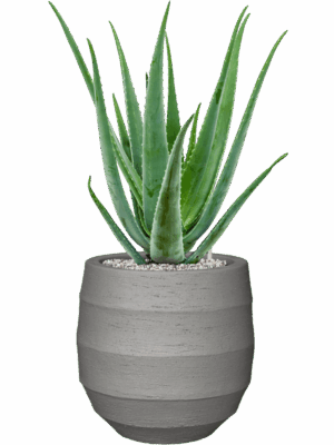 Aloe Vera Barbadensis In Bordo D 19 H 70 cm - PlantenShop24 - 15-05-2025
