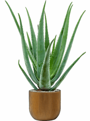 Aloe Vera Barbadensis In Capi Nature Groove D 19 H 79 cm - PlantenShop24 - 01-05-2025