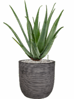 Aloe Vera Barbadensis In Capi Nature Rib NL D 24 H 84 cm - PlantenShop24 - 22-05-2025