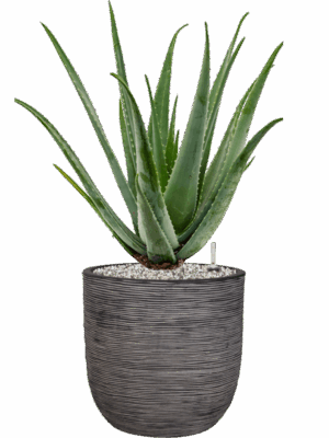 Aloe Vera Barbadensis In Capi Nature Rib NL D 24 H 84 cm - PlantenShop24 - 22-05-2025