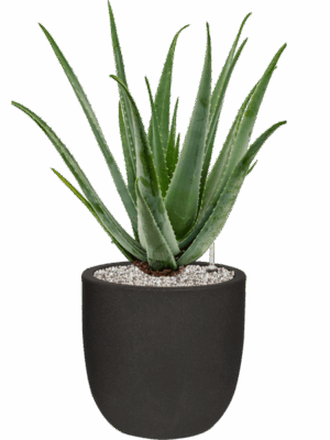 Aloe Vera Barbadensis In Capi Urban Smooth NL D 24 H 82 cm - PlantenShop24 - 15-05-2025