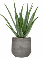 Aloe Vera Barbadensis In Cement & Stone D 24 H 79 cm - PlantenShop24 - 14-05-2025