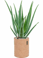 Aloe Vera Barbadensis In Lechuza Trendcover Cork D 19 H 63 cm - PlantenShop24 - 15-05-2025