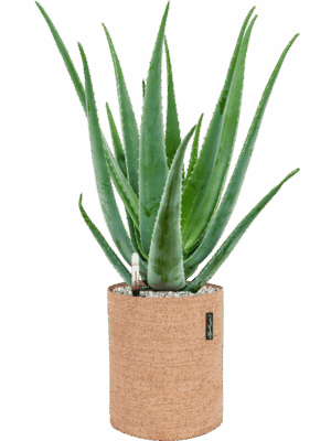 Aloe Vera Barbadensis In Lechuza Trendcover Cork D 19 H 63 cm - PlantenShop24 - 15-05-2025