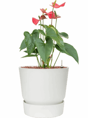 Anthurium Andraeanum Sierra In Greenville D 15 H 53 cm - PlantenShop24 - 06-05-2025