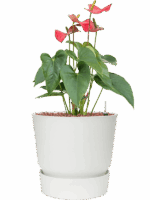 Anthurium Andraeanum Sierra In Greenville D 15 H 53 cm - PlantenShop24 - 22-05-2025