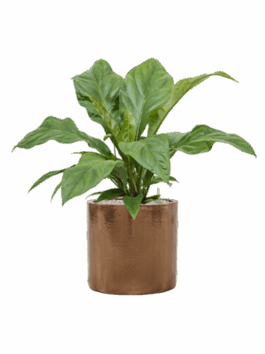 Anthurium Ellipticum Jungle Bush In Cylinder D 21 H 73 cm - PlantenShop24 - 23-05-2025
