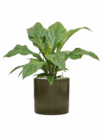 Anthurium Ellipticum Jungle Bush In Cylinder D 21 H 73 cm - PlantenShop24 - 23-05-2025