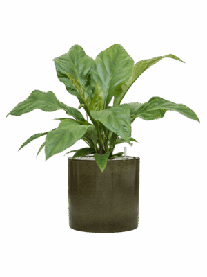 Anthurium Ellipticum Jungle Bush In Cylinder D 21 H 73 cm - PlantenShop24 - 23-05-2025
