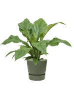 Anthurium Ellipticum Jungle Bush In Greenville D 21 H 66 cm - PlantenShop24 - 23-05-2025