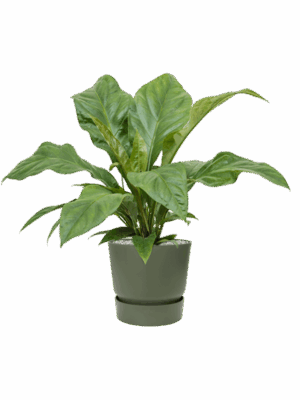 Anthurium Ellipticum Jungle Bush In Greenville D 21 H 66 cm - PlantenShop24 - 23-05-2025