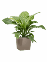Anthurium Ellipticum Jungle Bush In Lechuza Cube Premium D 24 H 79 cm - PlantenShop24 - 27-05-2025