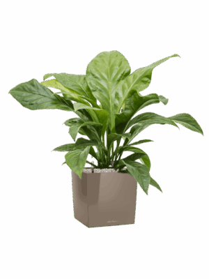 Anthurium Ellipticum Jungle Bush In Lechuza Cube Premium D 24 H 79 cm - PlantenShop24 - 27-05-2025