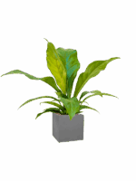 Anthurium Ellipticum Jungle Bush In Natural D 15 H 70 cm - PlantenShop24 - 22-05-2025