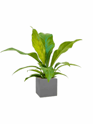 Anthurium Ellipticum Jungle Bush In Natural D 15 H 70 cm - PlantenShop24 - 22-05-2025