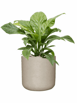 Anthurium Ellipticum Jungle Bush In Rough D 24 H 94 cm - PlantenShop24 - 27-05-2025