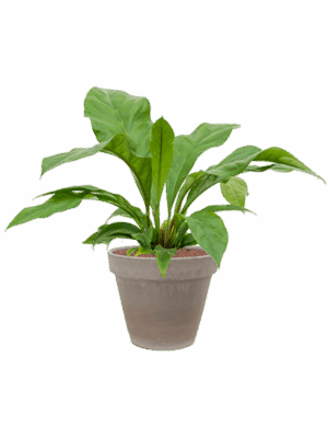 Anthurium Ellipticum Jungle Bush In Terra Cotta D 18 H 76 cm - PlantenShop24 - 21-05-2025