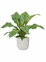 Anthurium Ellipticum Jungle Bush In Vibes Fold D 21 H 65 cm - PlantenShop24 - 23-05-2025
