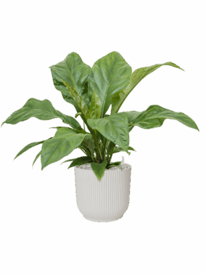 Anthurium Ellipticum Jungle Bush In Vibes Fold D 21 H 65 cm - PlantenShop24 - 23-05-2025