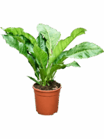 Anthurium Hookeri Variegata 25% D 24 H 60 cm - PlantenShop24 - 06-05-2025