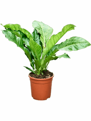 Anthurium Hookeri Variegata 25% D 24 H 60 cm - PlantenShop24 - 06-05-2025