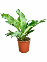 Anthurium Hookeri Variegata 45% D 24 H 60 cm - PlantenShop24 - 06-05-2025