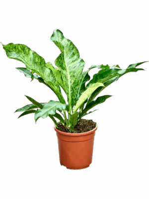 Anthurium Hookeri Variegata 45% D 24 H 60 cm - PlantenShop24 - 06-05-2025