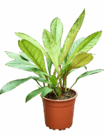 Anthurium Jenmanii D 24 H 60 cm - PlantenShop24 - 06-05-2025