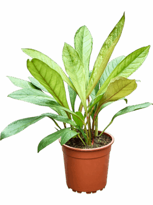 Anthurium Jenmanii D 24 H 60 cm - PlantenShop24 - 06-05-2025