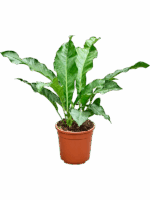 Anthurium Jungle King D 24 H 60 cm - PlantenShop24 - 06-05-2025