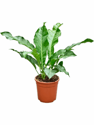 Anthurium Jungle King D 24 H 60 cm - PlantenShop24 - 06-05-2025