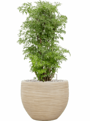 Aralia Polyscias Ming In Baq Dune D 24 H 83 cm - PlantenShop24 - 26-05-2025