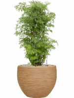 Aralia Polyscias Ming In Baq Dune D 24 H 83 cm - PlantenShop24 - 26-05-2025