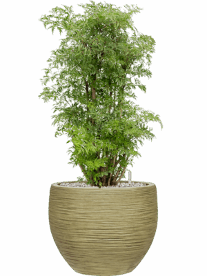 Aralia Polyscias Ming In Baq Dune D 24 H 83 cm - PlantenShop24 - 26-05-2025
