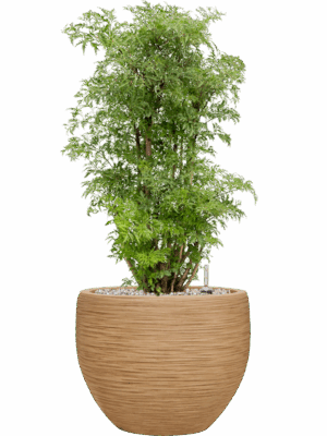 Aralia Polyscias Ming In Baq Dune D 24 H 83 cm - PlantenShop24 - 26-05-2025