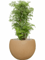 Aralia Polyscias Ming In Baq Raindrop D 24 H 84 cm - PlantenShop24 - 26-05-2025
