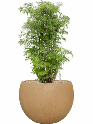 Aralia Polyscias Ming In Baq Raindrop D 24 H 84 cm - PlantenShop24 - 26-05-2025