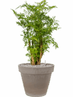 Aralia Polyscias Ming In Terra Cotta D 19 H 86 cm - PlantenShop24 - 21-05-2025