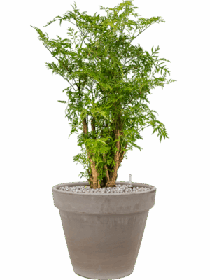 Aralia Polyscias Ming In Terra Cotta D 19 H 86 cm - PlantenShop24 - 21-05-2025