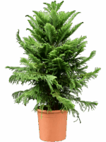 Araucaria Heterophylla D 50 H 160 cm - PlantenShop24 - 06-05-2025