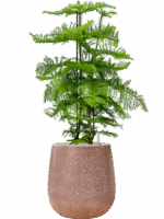 Araucaria Heterophylla In Baq Terrazzo D 30 H 114 cm - PlantenShop24 - 02-05-2025