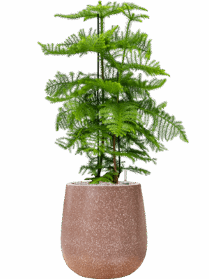 Araucaria Heterophylla In Baq Terrazzo D 30 H 114 cm - PlantenShop24 - 02-05-2025