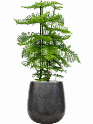 Araucaria Heterophylla In Baq Terrazzo D 30 H 114 cm - PlantenShop24 - 02-05-2025