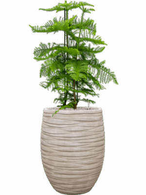 Araucaria Heterophylla In Baq Tornado D 30 H 134 cm - PlantenShop24 - 02-05-2025