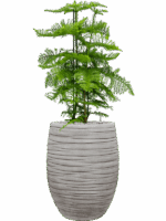 Araucaria Heterophylla In Baq Tornado D 30 H 134 cm - PlantenShop24 - 02-05-2025