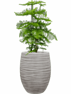 Araucaria Heterophylla In Baq Tornado D 30 H 134 cm - PlantenShop24 - 02-05-2025