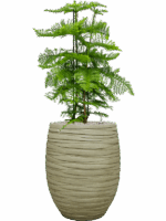 Araucaria Heterophylla In Baq Tornado D 30 H 135 cm - PlantenShop24 - 02-05-2025