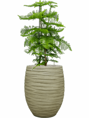 Araucaria Heterophylla In Baq Tornado D 30 H 135 cm - PlantenShop24 - 02-05-2025